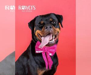 Boxweiler Dogs for adoption in West Valley, UT, USA