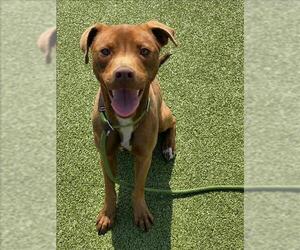 Labrador Retriever-Unknown Mix Dogs for adoption in Fayetteville, NC, USA