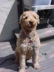 Goldendoodle Dogs for adoption in Kansas City, MO, USA