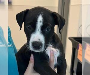 American Pit Bull Terrier-Unknown Mix Dogs for adoption in Houston, TX, USA