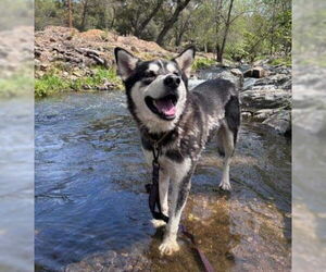 German Shepherd Dog-Siberian Husky Mix Dogs for adoption in Sacramento, CA, USA