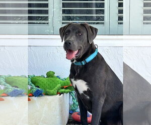 Labrenees Dogs for adoption in Milpitas, CA, USA