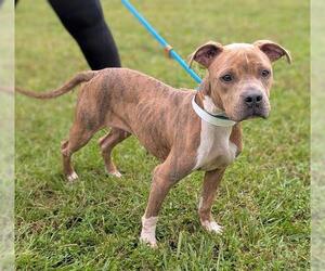 American Staffordshire Terrier Dogs for adoption in Fort Lauderdale, FL, USA