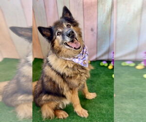 Collie-German Shepherd Dog Mix Dogs for adoption in McKinney, TX, USA