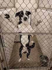 Border Collie Dogs for adoption in Rock Springs, WY, USA