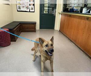 German Shepherd Dog Dogs for adoption in Pasadena, CA, USA
