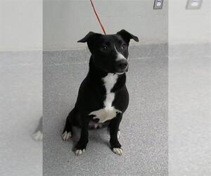 Labrador Retriever Dogs for adoption in Pasadena, TX, USA