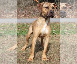 Bulloxer Dogs for adoption in Prattville, AL, USA