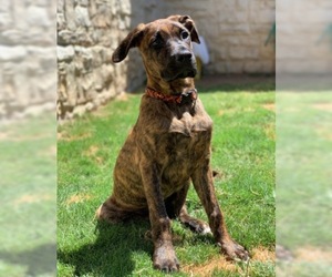 Mastiff-Unknown Mix Dogs for adoption in North Richland Hills, TX, USA
