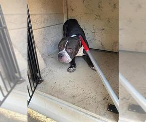 American Pit Bull Terrier-Unknown Mix Dogs for adoption in St. Cloud, FL, USA