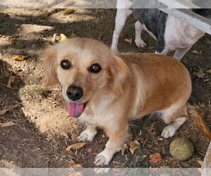 Spaniel-Unknown Mix Dogs for adoption in Santa Rosa, CA, USA