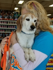Beagle Dogs for adoption in Roxboro, NC, USA