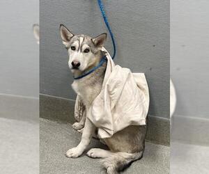 Siberian Husky-Unknown Mix Dogs for adoption in Las Vegas, NV, USA