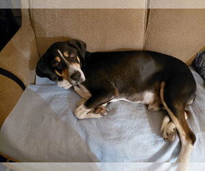 Mutt Dogs for adoption in Crystal, MN, USA