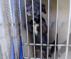 Mutt Dogs for adoption in Oklahoma City, OK, USA