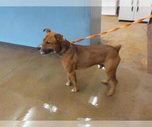 Bullboxer Pit Dogs for adoption in Temple, TX, USA