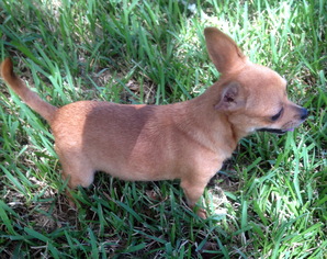 Chihuahua Dogs for adoption in Alvin, TX, USA