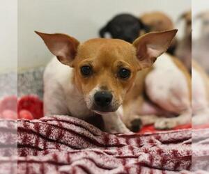 Chihuahua-Unknown Mix Dogs for adoption in San Antonio, TX, USA