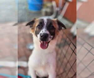 Chihuahua-Unknown Mix Dogs for adoption in Morganville, NJ, USA