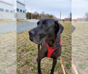 Great Dane Dogs for adoption in Waterford, VA, USA