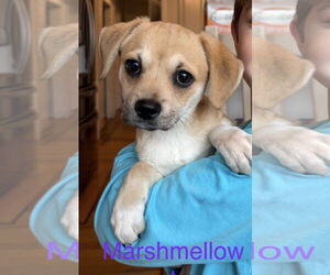 Chihuahua-Unknown Mix Dogs for adoption in Ball Ground, GA, USA