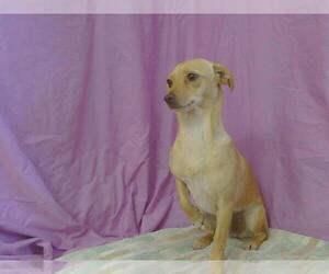 Chihuahua Dogs for adoption in Sacramento, CA, USA