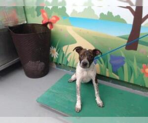 Pointer Dogs for adoption in Waco, TX, USA