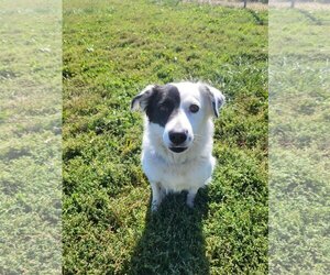 Border-Aussie Dogs for adoption in Fairfield, IL, USA