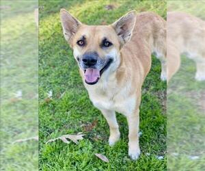 German Shepherd Dog-Unknown Mix Dogs for adoption in Conroe, TX, USA