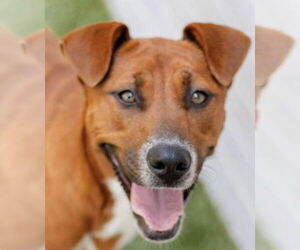 Mutt Dogs for adoption in Canton, CT, USA