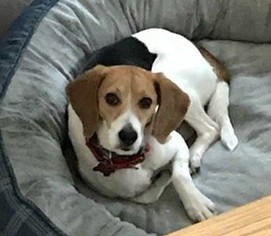 View Ad: Beagle Dog for Adoption near Nevada, Las Vegas, USA. ADN-552029