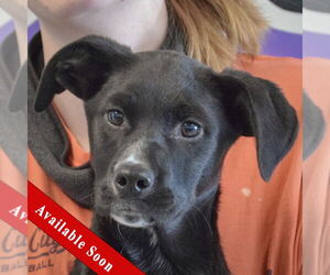 German Shepherd Dog-Unknown Mix Dogs for adoption in Huntley, IL, USA