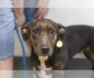 Basset Hound-Unknown Mix Dogs for adoption in Mountain Home, AR, USA