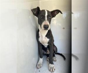 Labrador Retriever-Unknown Mix Dogs for adoption in Houston, TX, USA