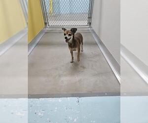 Chihuahua Dogs for adoption in Temple, TX, USA