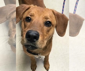 Coonhound-Unknown Mix Dogs for adoption in Hagerstown, MD, USA