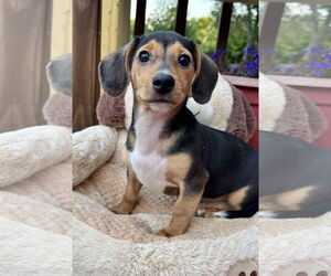 Dachshund Dogs for adoption in Sioux Falls, SD, USA