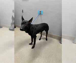 German Shepherd Dog-Unknown Mix Dogs for adoption in Las Vegas, NV, USA