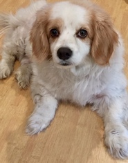 Cavalier King Charles Spaniel-Unknown Mix Dogs for adoption in Mission Viejo, CA, USA