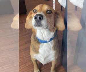 Mutt Dogs for adoption in Minneapolis, MN, USA