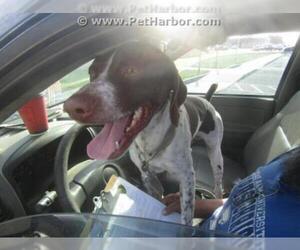 Lab-Pointer Dogs for adoption in Corpus Christi, TX, USA