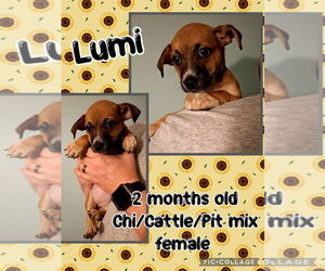 Chihuahua-Unknown Mix Dogs for adoption in Jacksonville, NC, USA