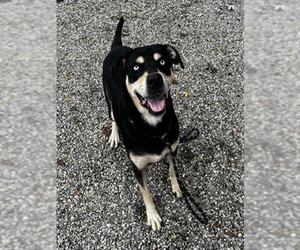 Labrador Retriever-Unknown Mix Dogs for adoption in Palmetto, FL, USA