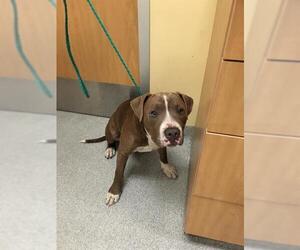 American Pit Bull Terrier Dogs for adoption in Orange, CA, USA