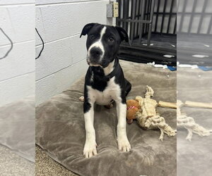 Great Dane-Unknown Mix Dogs for adoption in Maryville, TN, USA