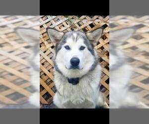 Alaskan Malamute Dogs for adoption in Elmsford, NY, USA