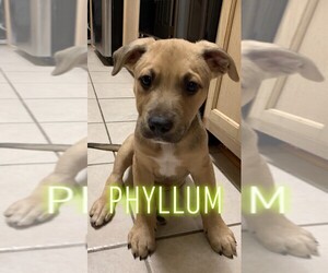 Labrottie Dogs for adoption in byhalia, MS, USA