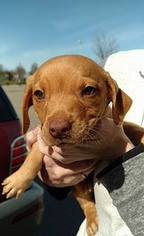 Labralas Dogs for adoption in Redding, CA, USA