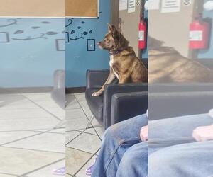 Mutt Dogs for adoption in DuQuoin, IL, USA