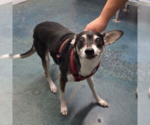 Chihuahua-Unknown Mix Dogs for adoption in Chico, CA, USA